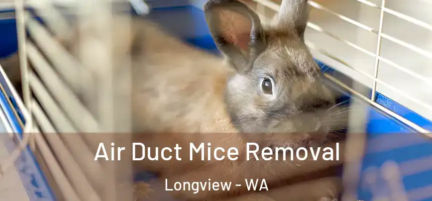  Air Duct Mice Removal Longview - WA
