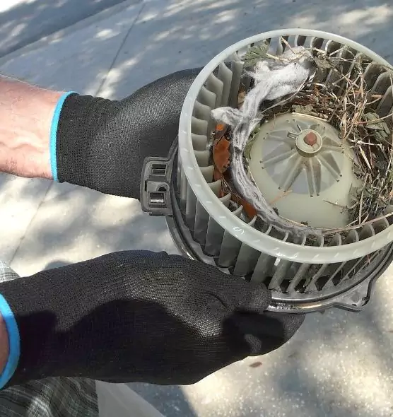 About Air Duct Mice Removal in Longview, WA